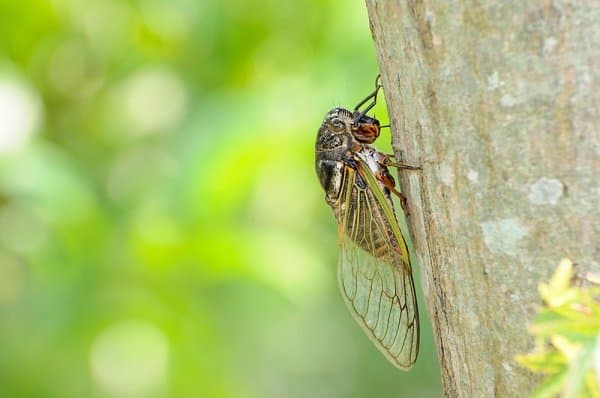 Une cigale aux ailes translucides agrippée à l'écorce d'un arbre