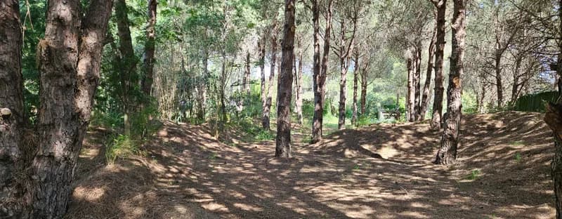 pinede_20250527_110448.jpg