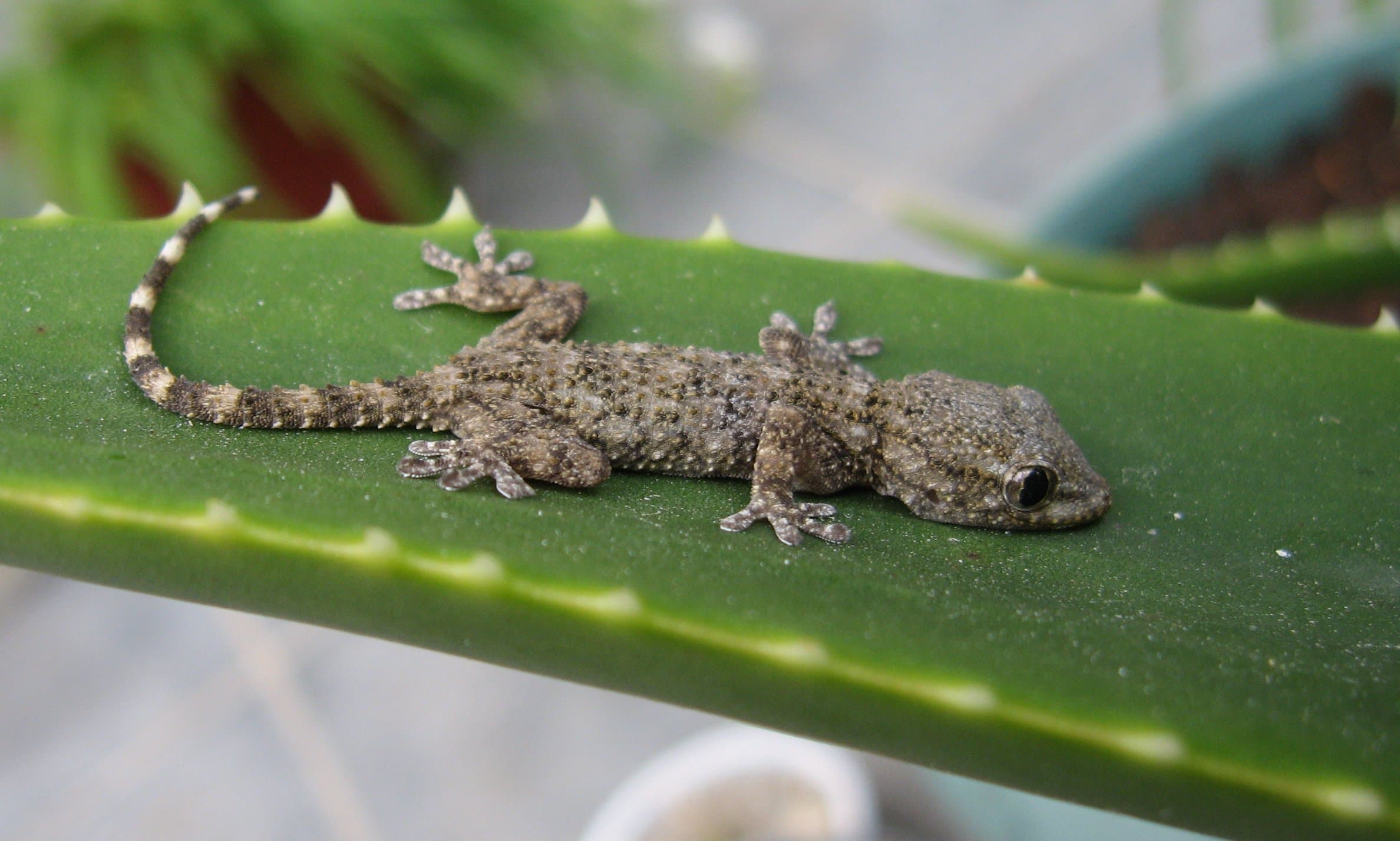 Un gecko posé sur une feuille d'aloès dans le parc