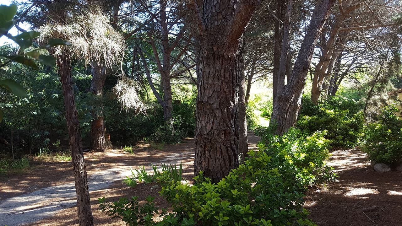 Le parc du domaine : chemins, pinède, clairières et logements sous les arbres — 2