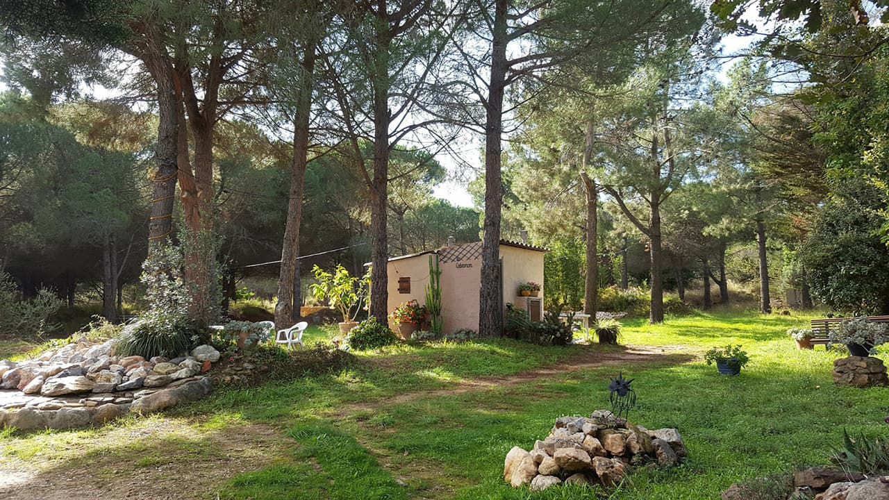 Le parc du domaine : chemins, pinède, clairières et logements sous les arbres — 3