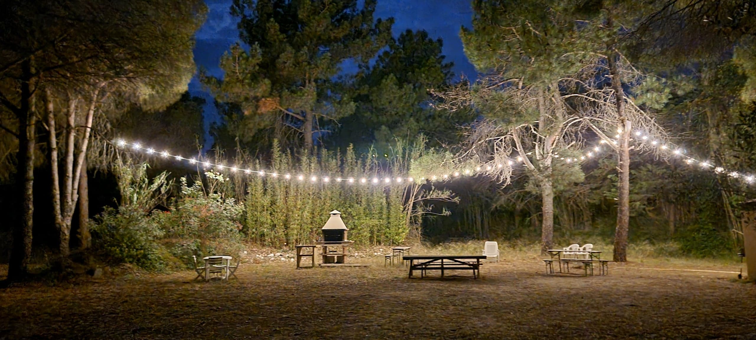 Clairière sous les pins, table commune et guirlande lumineuse à la tombée du jour