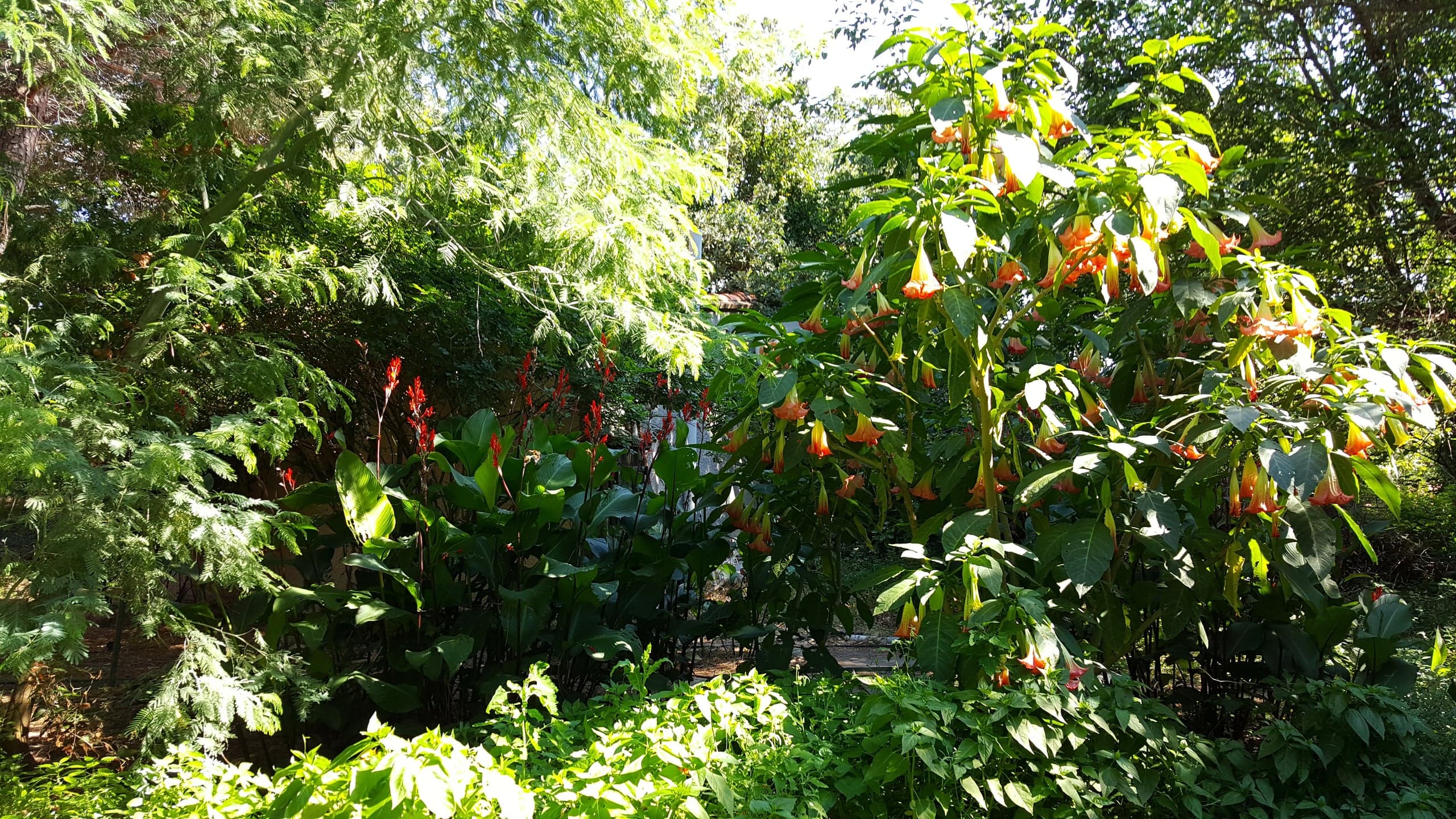 Végétation luxuriante du jardin, fleurs orangées sous l'ombre des pins
